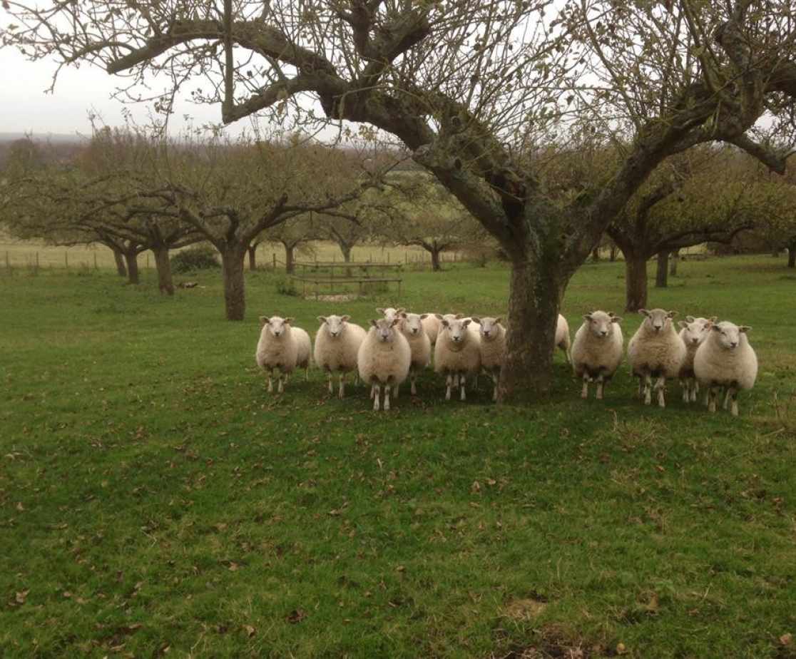 Sheep at MD442