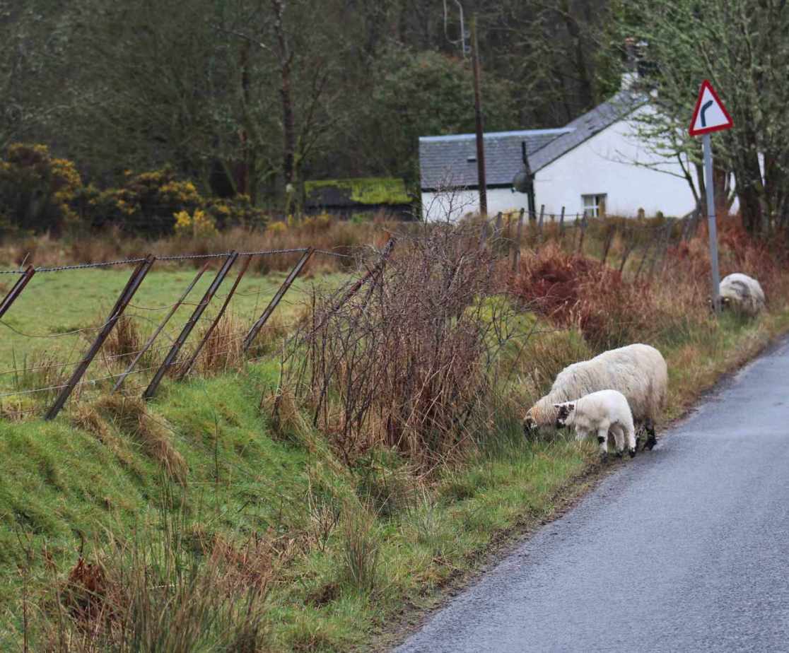 The local roads are for sheep too