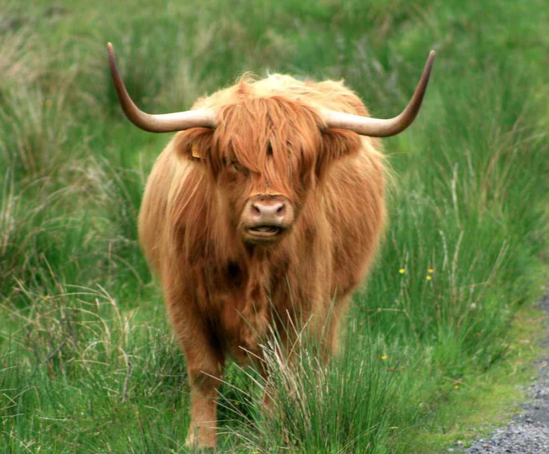 Watch out for the Highland cows on the drive in