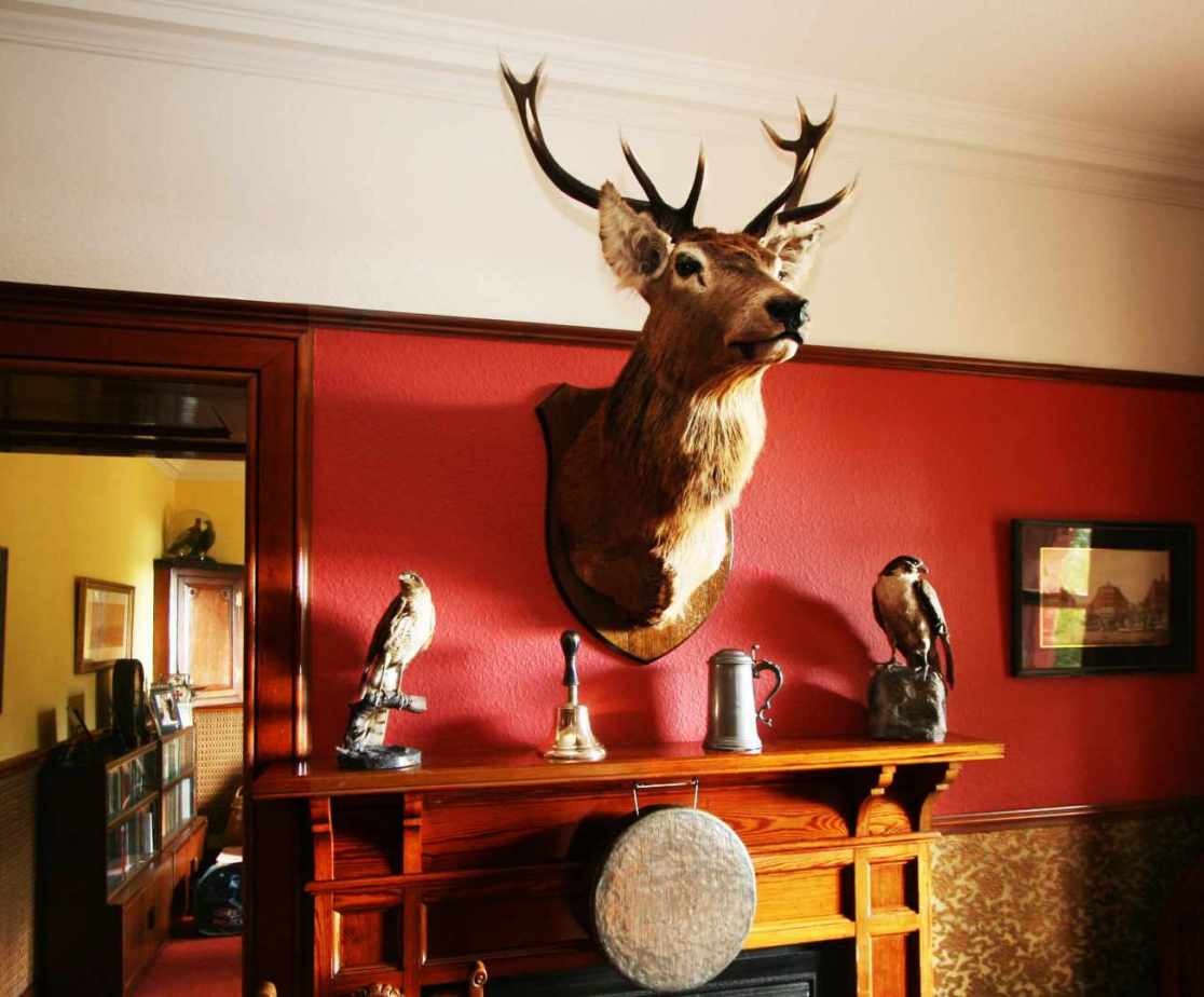 The monarch of the glen welcomes you on arrival
